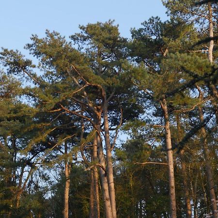 Bain De Foret - Lodges Cosy & Spa Neufchâtel-Hardelot Eksteriør billede
